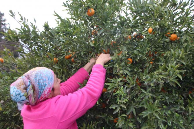 Mandalinalara Dijital Kimliklendirme Projesi