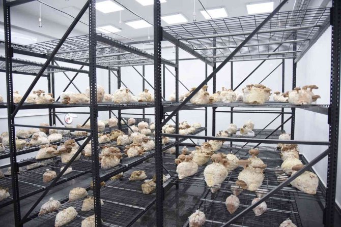 Yılın İlk Tıbbi Mantar Hasadı Gerçekleştirildi