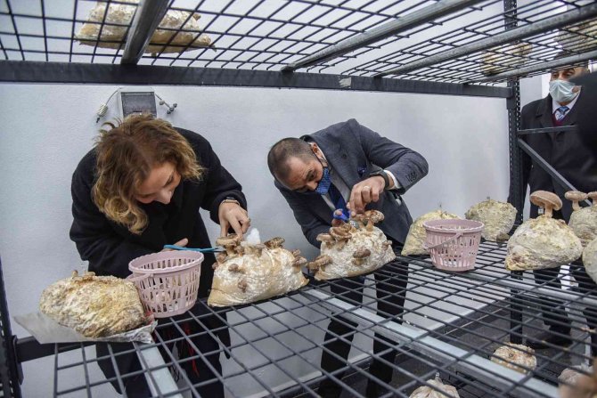 Yılın İlk Tıbbi Mantar Hasadı Gerçekleştirildi