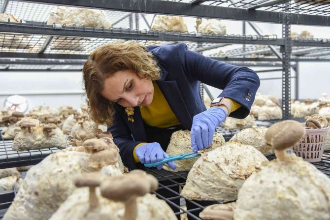 Yılın İlk Tıbbi Mantar Hasadı Gerçekleştirildi