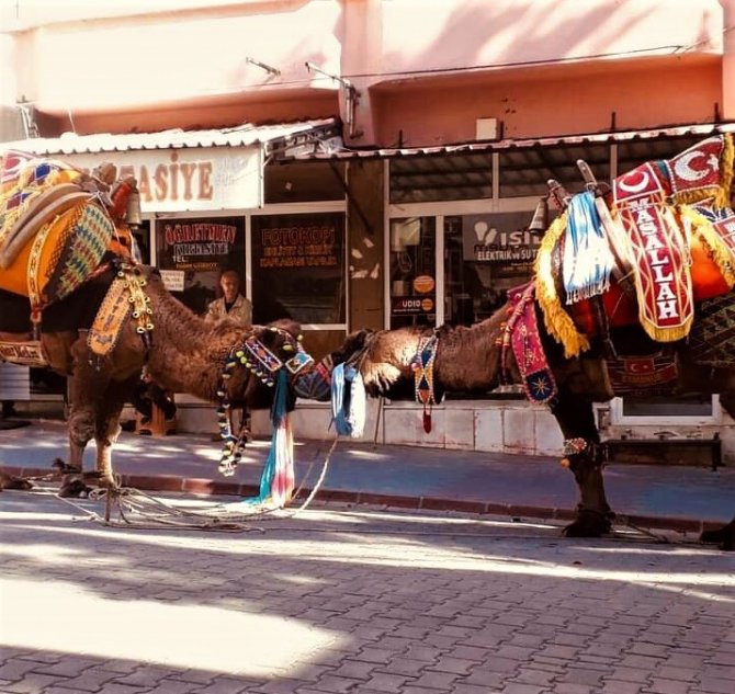 Deve Güreşi İçin Hazırlıklar Tamamlandı