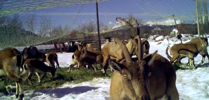 Yaban Keçileri İlk Kez Doğal Ortamından Alınıp Başka Bir Doğal Ortama Bırakıldı