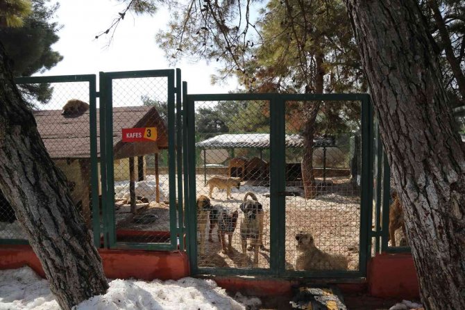 Büyükşehir’den Sokak Hayvanları İçin 50 Dönümlük Doğal Yaşam Parkı