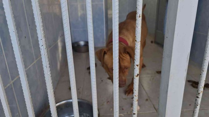 Yasaklı Irk Köpek Besleyen Ve Hayvana Eziyet Eden 6 Kişiye 35 Bin 802 Tl Ceza