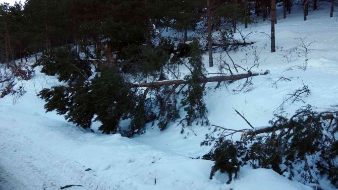 Yağan Zar Çam Ağaçlarını Devirdi