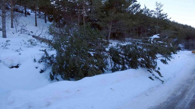 Yağan Zar Çam Ağaçlarını Devirdi