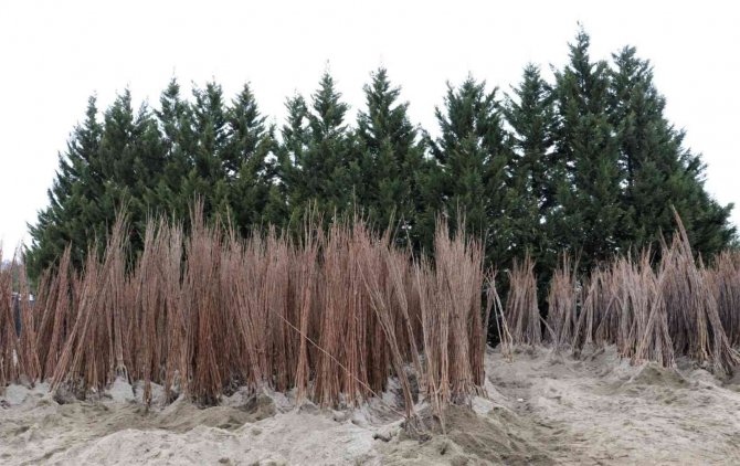 Büyükşehirin Yüzde 50 Hibeli Fidan Dağıtımı Başladı