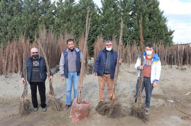 Büyükşehirin Yüzde 50 Hibeli Fidan Dağıtımı Başladı
