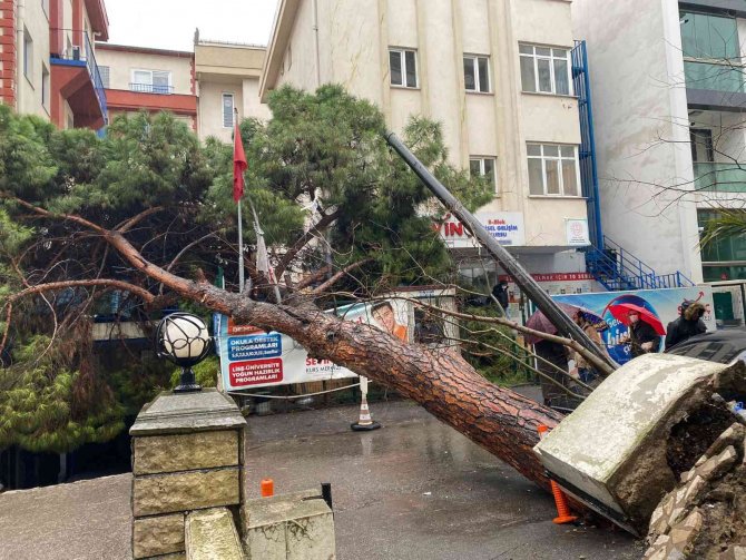 Maltepe’de Rüzgarın Etkisiyle Dev Ağaç Milyonluk Otomobilin Üzerine Devrildi