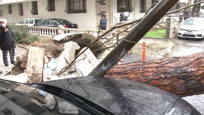 Maltepe’de Rüzgarın Etkisiyle Dev Ağaç Milyonluk Otomobilin Üzerine Devrildi
