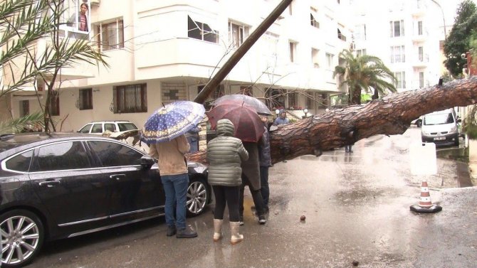 Maltepe’de Rüzgarın Etkisiyle Dev Ağaç Milyonluk Otomobilin Üzerine Devrildi