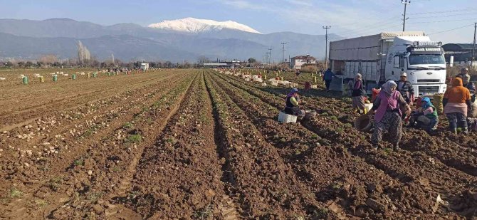 Patateste Kış Sökümleri Devam Ediyor