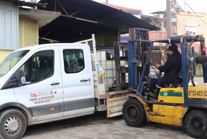 Turgutlu’nun Parklarındaki Zeytinler İhtiyaç Sahipleri İçin Kullanılıyor