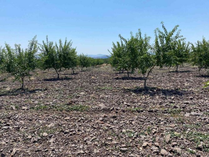Türkiye’de Badem Yetiştiriciliği Gelişiyor