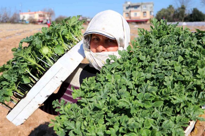 Tescilli Adana Karpuzunda Fideler Toprakla Buluştu