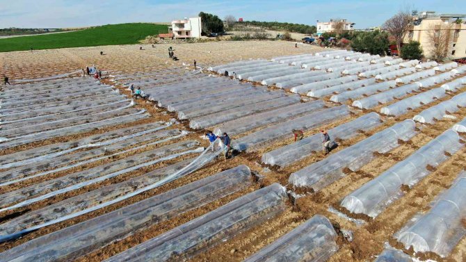 Tescilli Adana Karpuzunda Fideler Toprakla Buluştu