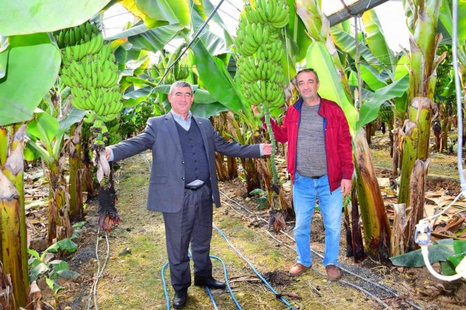 Seradan 8 Tl’ye Çıkan Muz Üreticinin Yüzünü Güldürüyor