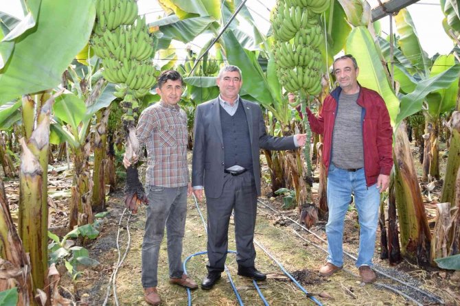 Seradan 8 Tl’ye Çıkan Muz Üreticinin Yüzünü Güldürüyor