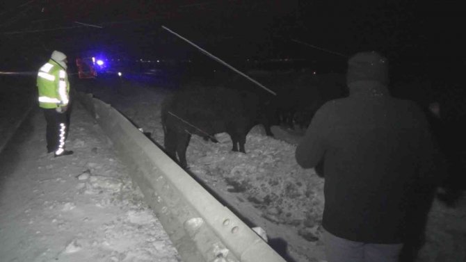 Angus Taşıyan Tır Devrildi, Dorseden Düşen Anguslar Karayoluna Dağıldı