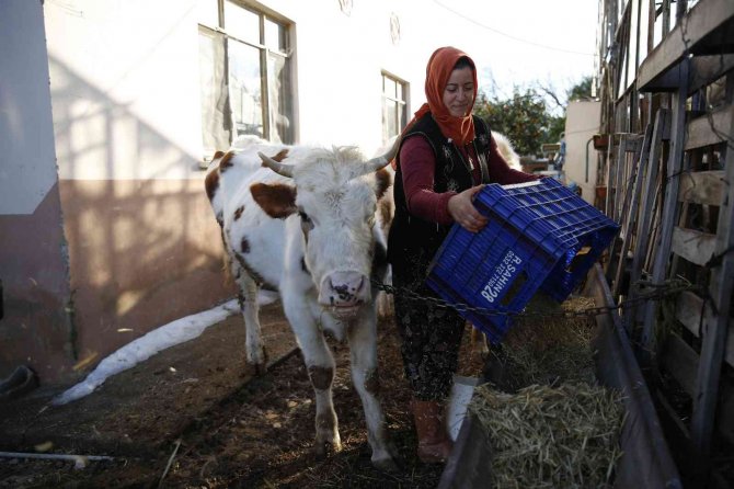 Konyaaltı’nda Doludan Zarar Gören Hayvancılara Büyükşehir’den Destek