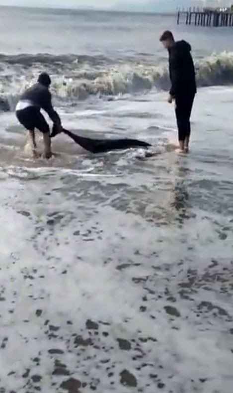 Antalya’da Yunus Balığı Sahile Vurdu