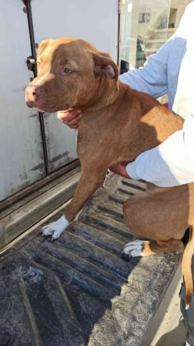 Batman’da Yasaklı Irk Gezdirenlere Ceza Yağdı, Köpeklere El Konuldu