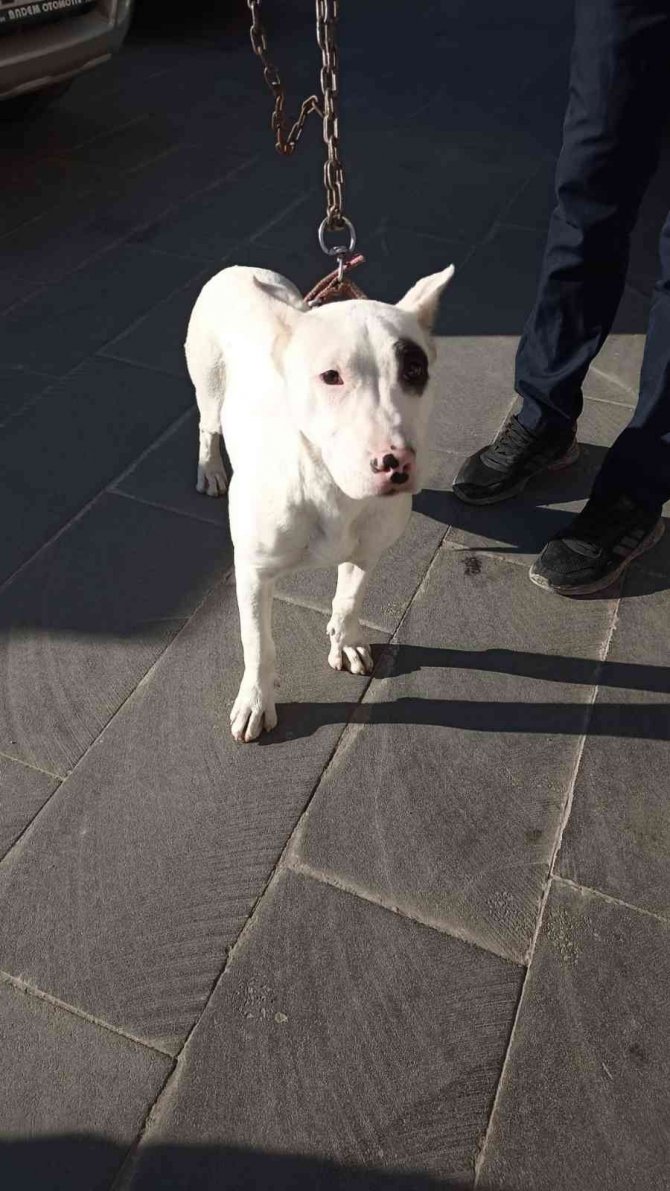 Batman’da Yasaklı Irk Gezdirenlere Ceza Yağdı, Köpeklere El Konuldu