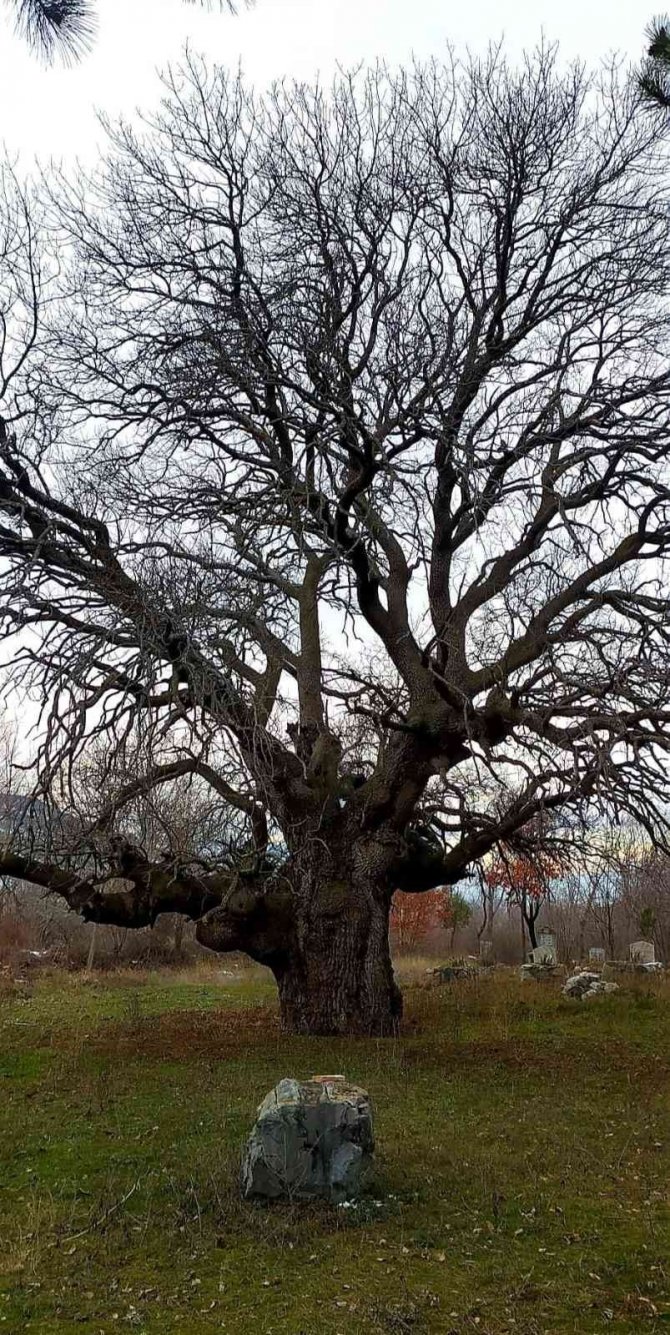 Osmancık’ta 10 Asırlık Ağaç Koruma Altına Alınacak