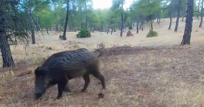 Kilis’te Yaban Hayatı Fotokapana Takıldı