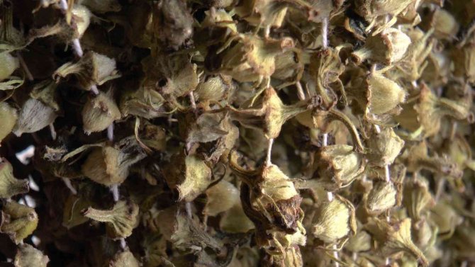 Gram Altınla Yarışan Bamyaya Talep Var