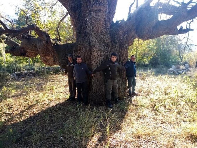 Osmancık’ta 10 Asırlık Ağaç Koruma Altına Alınacak