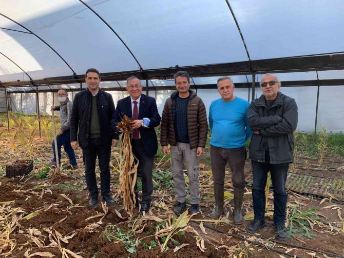 Seyhan Belediyesi Zerdeçal Üretiyor