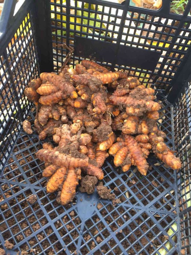 Seyhan Belediyesi Zerdeçal Üretiyor