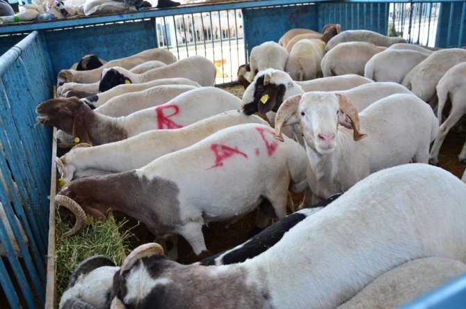 Denizli’de Büyük Ve Küçükbaş Sayısı Azaldı