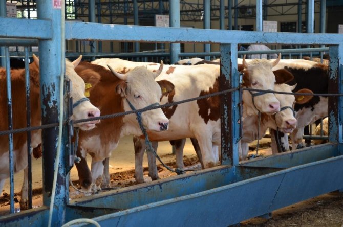 Denizli’de Büyük Ve Küçükbaş Sayısı Azaldı