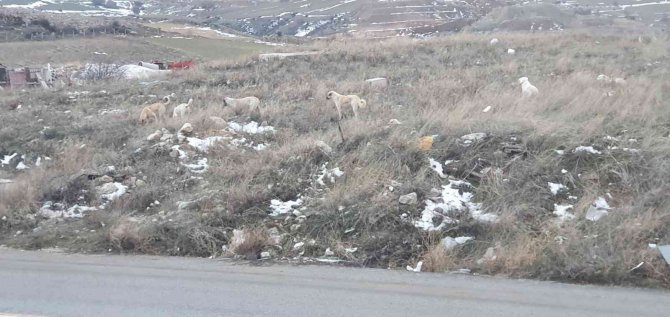 Başkent’te Köpek Sürüsünün Saldırdığı Vatandaş Canını Zor Kurtardı