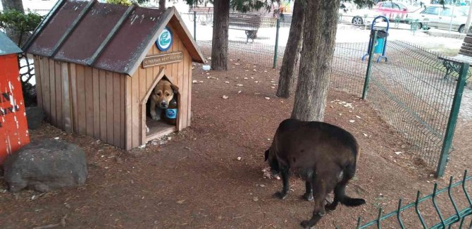 Kar Yağışı En Çok Onları Etkiliyor