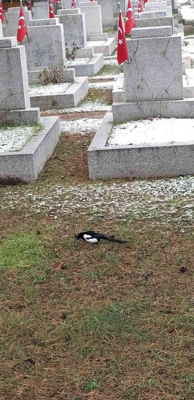 Kar Yağışı En Çok Onları Etkiliyor