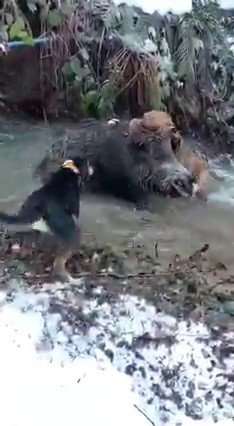 Av Köpeklerinin Domuzla Mücadelesi Kamerada