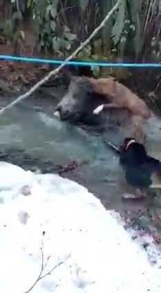 Av Köpeklerinin Domuzla Mücadelesi Kamerada