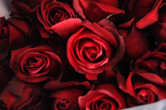 Sevgililer Günü’nde Gülün Fiyatı El Yakacak