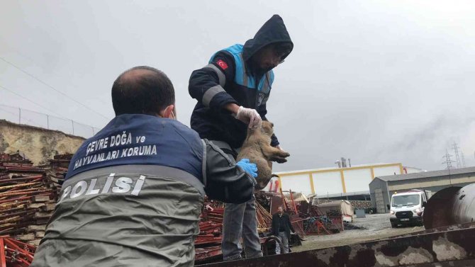 Haydi̇ Ekipleri Yaralı Anne Köpek Ve Yavruları İçin Seferber Oldu