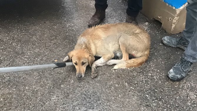 Haydi̇ Ekipleri Yaralı Anne Köpek Ve Yavruları İçin Seferber Oldu