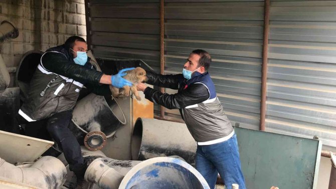 Haydi̇ Ekipleri Yaralı Anne Köpek Ve Yavruları İçin Seferber Oldu