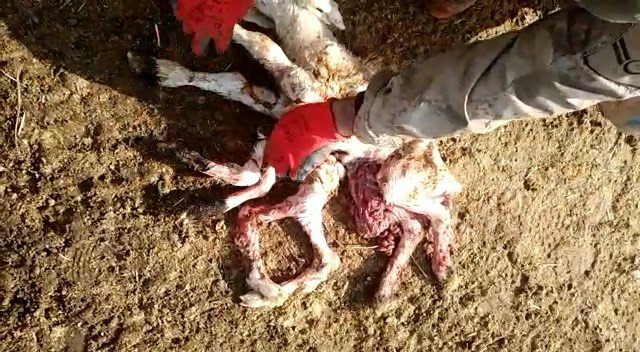 Elazığ’da 8 Ayaklı Kuzuyu Görenler Gözlerine İnanamadı