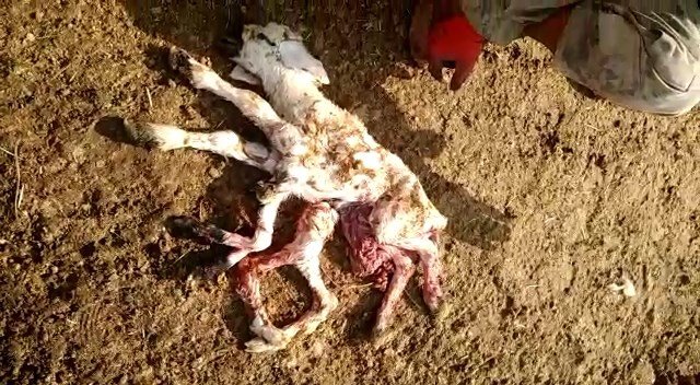 Elazığ’da 8 Ayaklı Kuzuyu Görenler Gözlerine İnanamadı