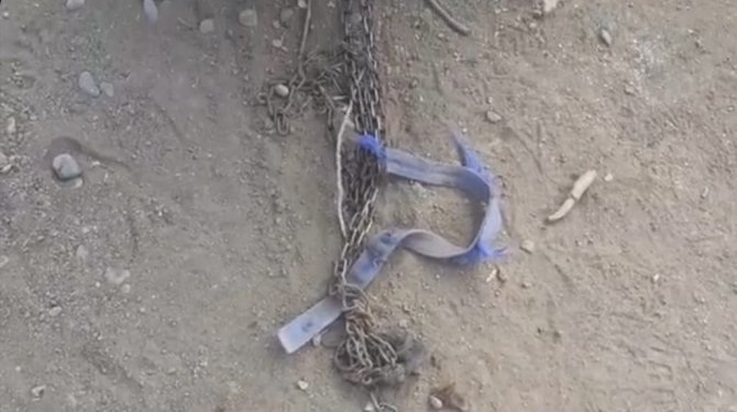 Iğdır’da Köye İnen 6 Aç Kurt, Köpeği Parçaladı