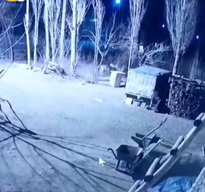 Iğdır’da Köye İnen 6 Aç Kurt, Köpeği Parçaladı