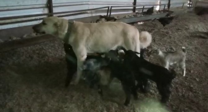 Çoban Köpeği Yavru Keçilere Süt Annelik Yapıyor