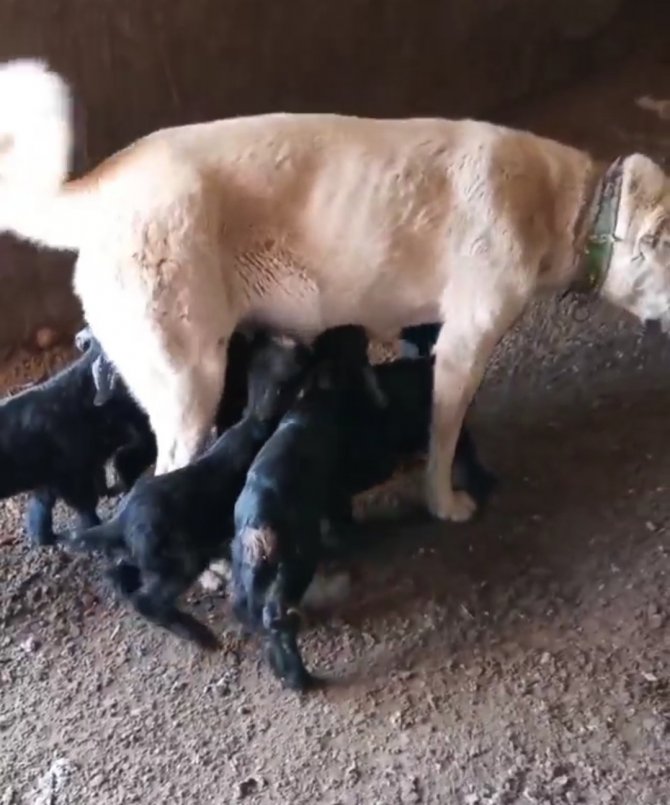Çoban Köpeği Yavru Keçilere Süt Annelik Yapıyor